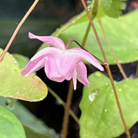 Epimedium x youngianum 'Roseum'